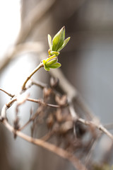bud of a tree