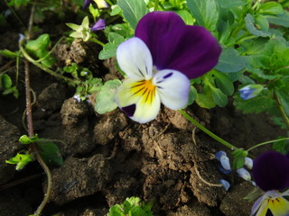 Gros plan sur une fleur de pensée (viola tricolor)
