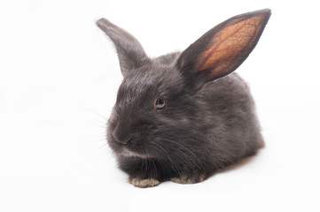 photo black rabbit on a white background