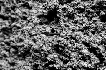 The rough texture of the cement