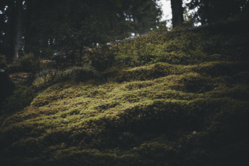 Naklejka premium Forest moss