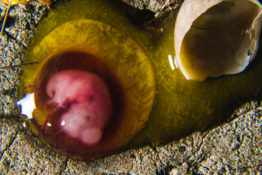 close up of a a cracked egg with embrio 