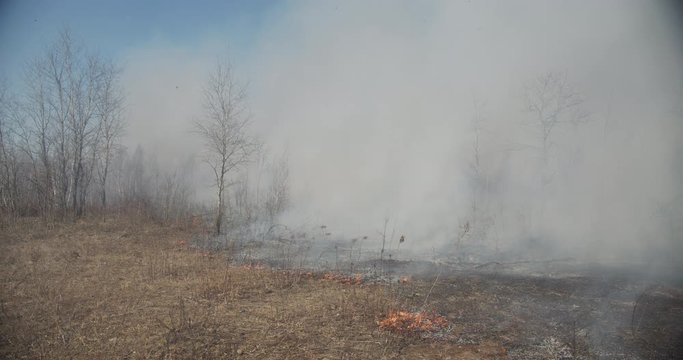 Strong winds exacerbate a lot of smoke in the forest.