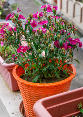 A clsoe up shot of MAIDEN PINK flowers on a pot.Dianthus deltoides, the maiden pink, is a species of Dianthus native to most of Europe and western Asia.