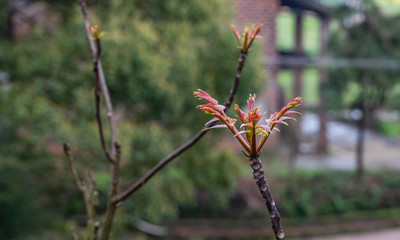 Fresh toon tree growing in spring