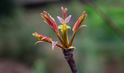 Fresh toon tree growing in spring