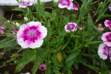 Fototapeta premium 雨に濡れた白と紫の撫子の花