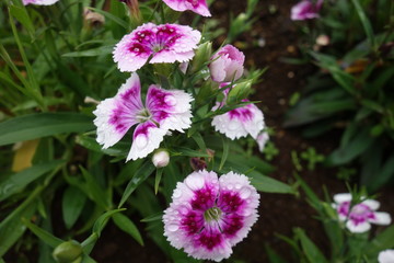雨に濡れた白と紫の撫子の花
