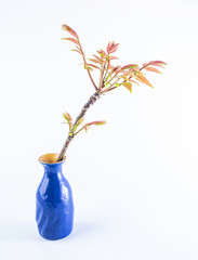 Fresh toon on white background