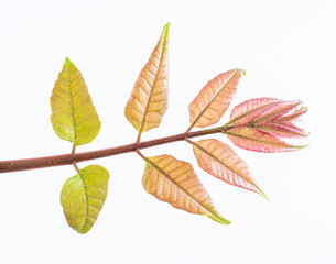 Fresh tender toon leaf closeup on white background