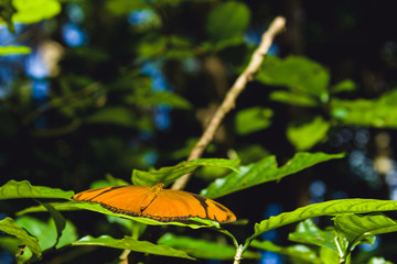 orange butterfly on a leaf