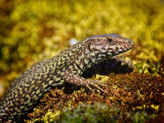 European wall lizard