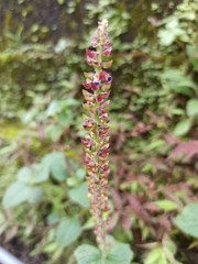 pink flowers in the garden