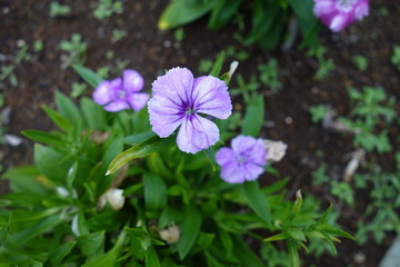 赤いペンタスの花 Wall Mural Wallpaper Murals Wallsheaven しまねこ