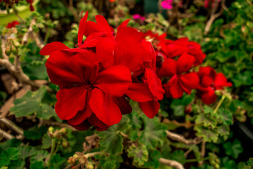 Beautiful park in Australia at the summer
