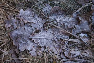 Oak leaves covered with winter hoar 
frost
