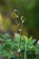 Thalictrum aquilegifolium / Ranunculaceae pennial plant