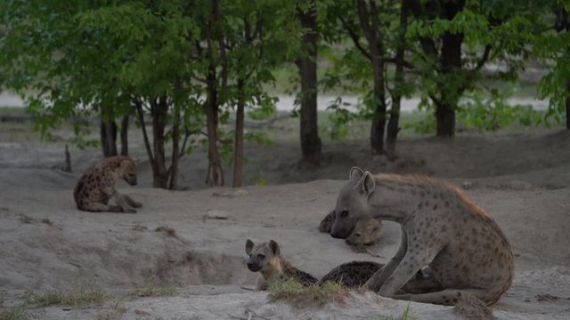Hyena pack near the nesting hole, with young babes. Young hyena pup, mother care. Hyena family, detail portrait. Spotted hyena babe, Crocuta crocuta, angry animal near the water hole, evening sunset .
