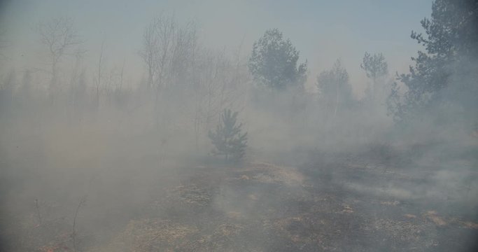 The spread of fire in the forest.
