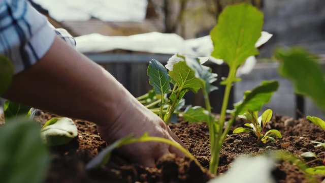 Female gardener farmer planting broccoli seedling on a home garden with raised garden bed