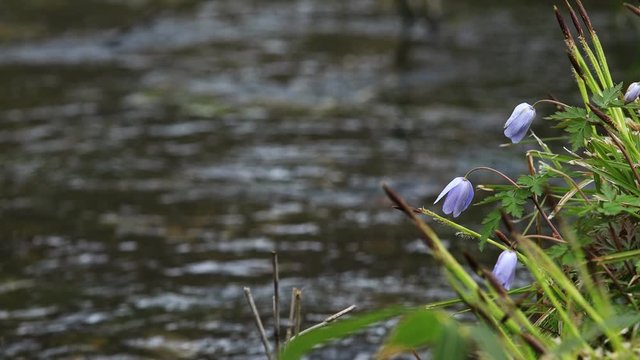水辺の花」の写真素材 | 28,352件の無料イラスト画像 | Adobe Stock