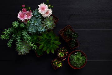 Spring planting time, pots of succulents and pink flowers on dark wooden background. 