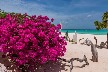 Foto op Canvas A colourful plant of bouganvillea in the tropical white beach of Madrisky island (Los Roques Archipelago, Venezuela). © Giongi63