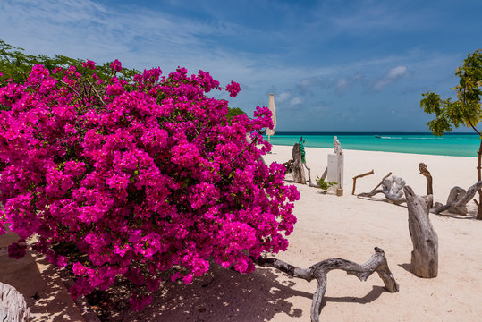 A colourful plant of bouganvillea in the tropical white beach of Madrisky island (Los Roques Archipelago, Venezuela).
