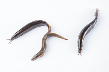 Fresh loach on white background