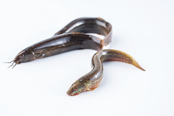Fresh loach on white background