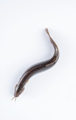 Fresh loach on white background