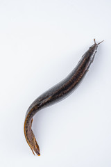 Fresh loach on white background