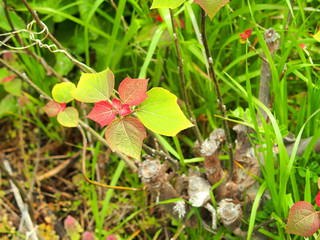 野原のアカメガシワの若葉