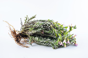 Fresh Chinese herbal medicine velvet antler on white background