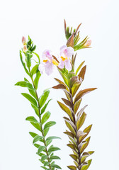 Fresh Chinese herbal medicine velvet antler on white background