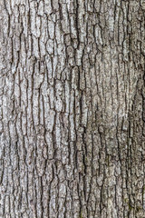 Obraz premium Kora drzewa