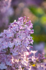 Lilac flowers. Close-up, nature beauty