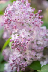 Lilac flowers. Close-up, nature beauty