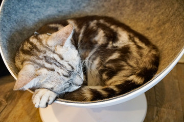 A gray-black spotted cat sleeps sweetly, curled up in a round house, on a stand in the form of a glass, American Shorthair, smoky bicolor, eyes closed                  