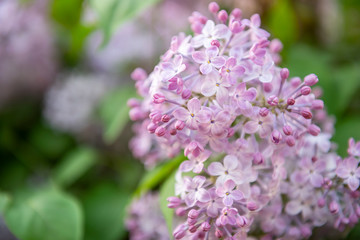 Fototapeta na wymiar Lilac flowers. Close-up, nature beauty