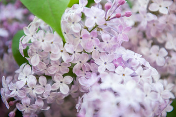 Lilac flowers. Close-up, nature beauty