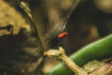 spider on a leaf