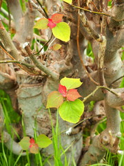 雨上りの野原のアカメガシワ
