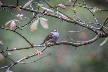Fototapeta premium birds