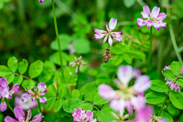 Spring bees are collecting nectar