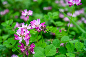 Obraz premium Spring bees are collecting nectar