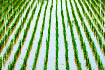 Jatiluwih Rice Terraces - Bali - Indonesia