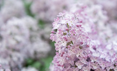 Obraz premium Lilac flowers. Close-up, nature beauty
