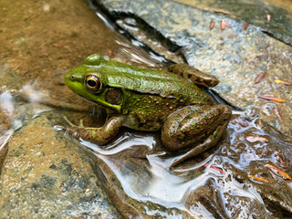 frog in the pond