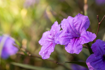 The background image of the colorful flowers